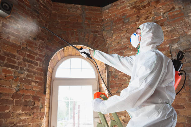 Why You Should Choose Our Mold Remediation Services in Caddo Mills, TX